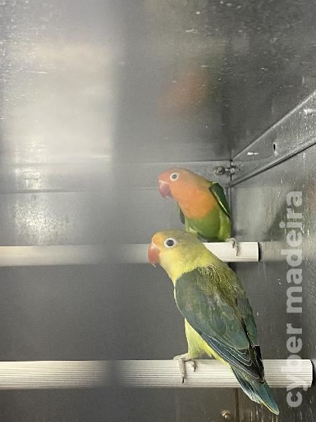 Machos agapornis fichers