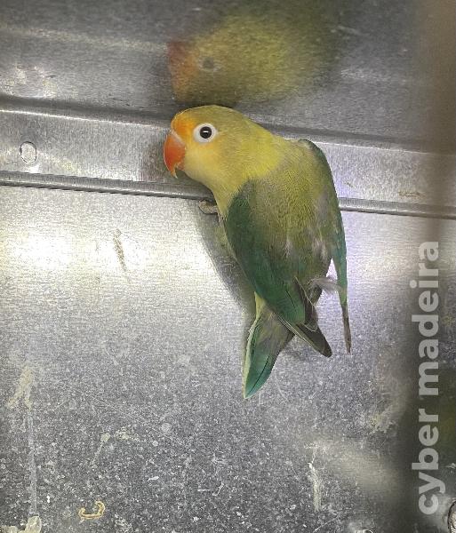 Machos agapornis fichers