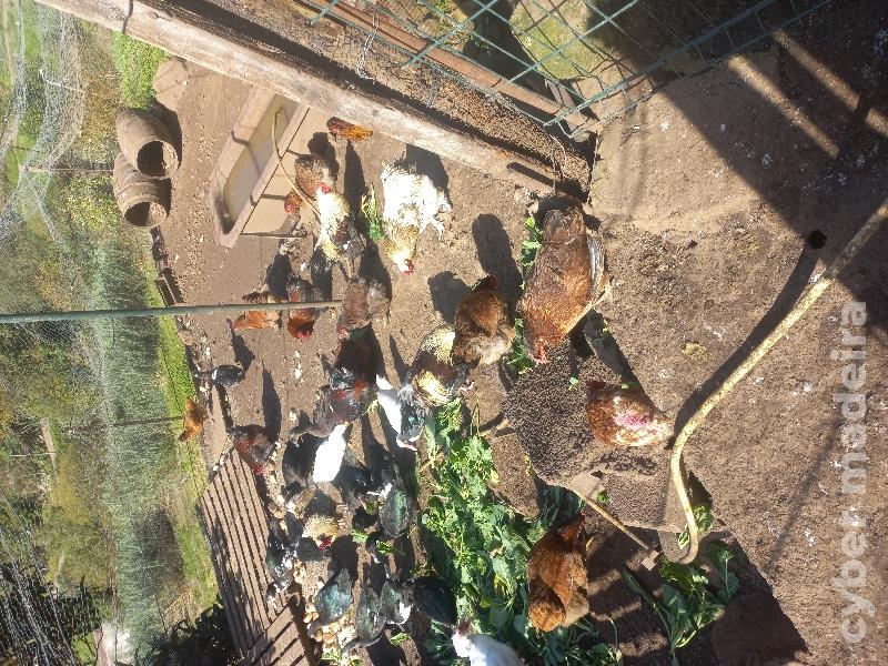 Galinhas galos patos