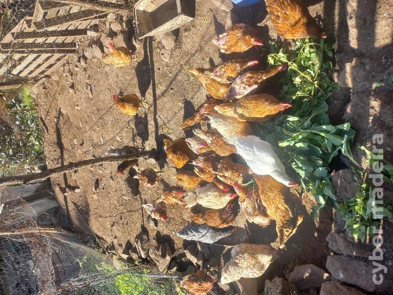 Galinhas galos patos