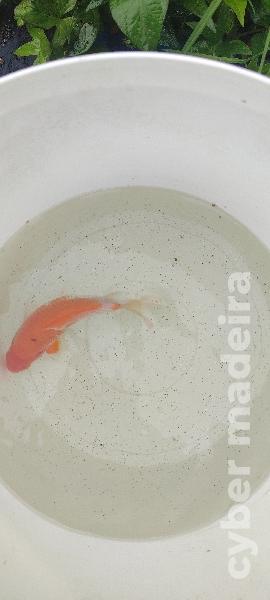 Carpas koi