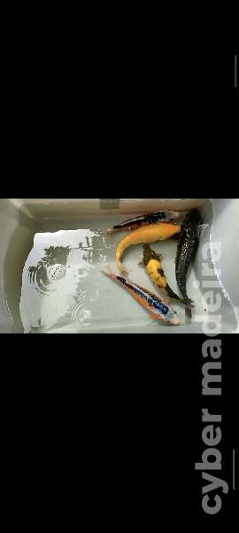 Carpas koi