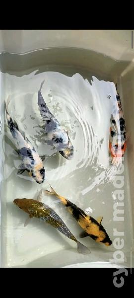 Carpas koi