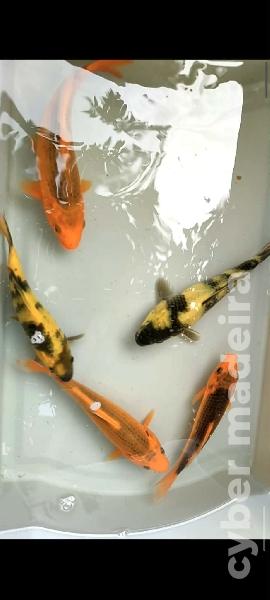 Carpas koi