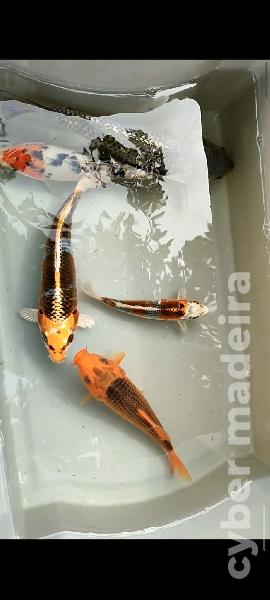Carpas koi