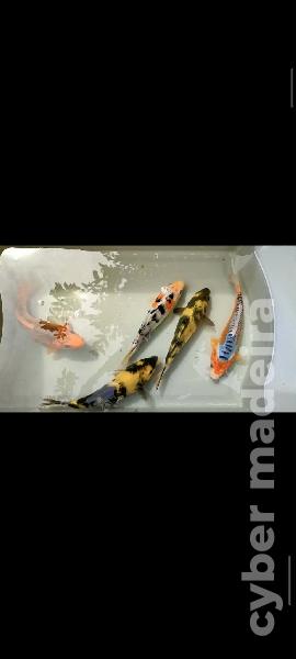 Carpas koi