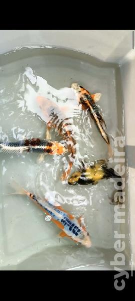 Carpas koi