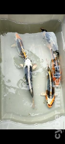 Carpas koi