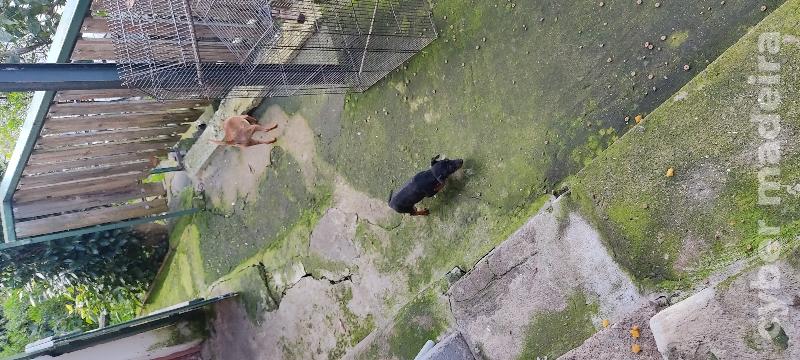 Cão pinscher Pincher