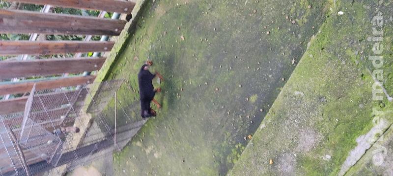 Cão pinscher Pincher