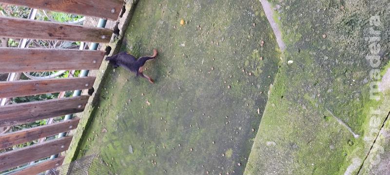 Cão pinscher Pincher