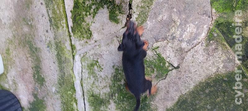 Cão pinscher Pincher