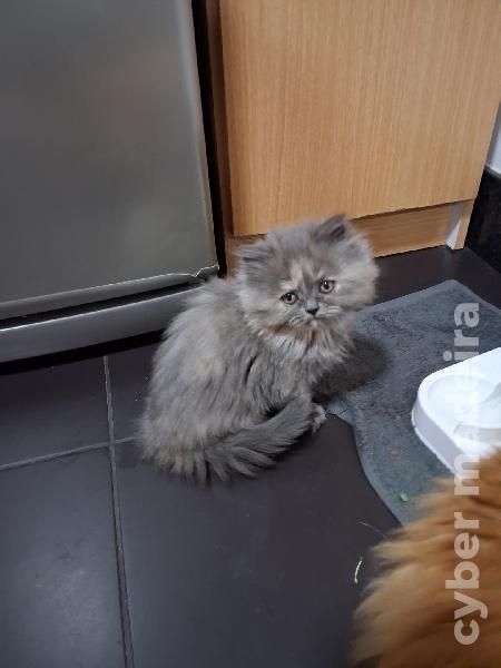 Gatinhas persas Persa