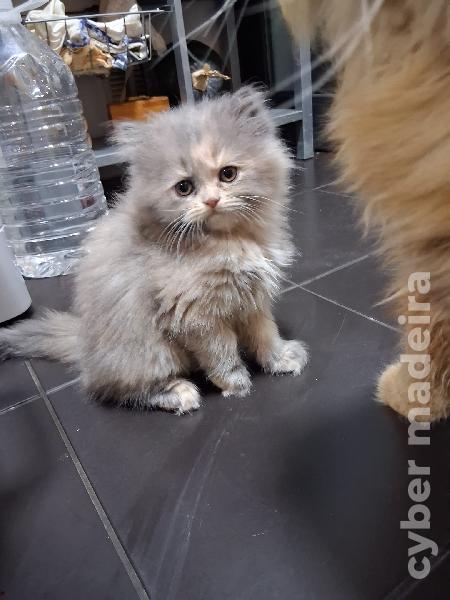 Gatinhas persas Persa