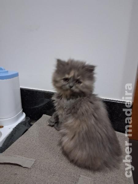 Gatinhas persas Persa