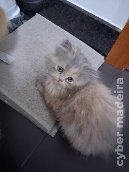 Gatinhas persas Persa