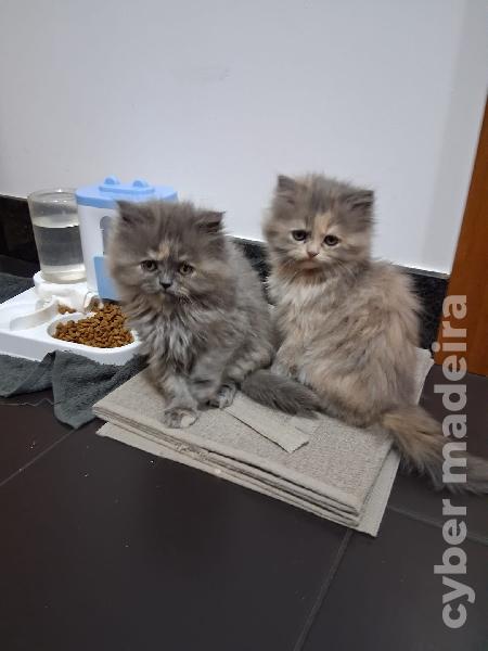 Gatinhas persas Persa