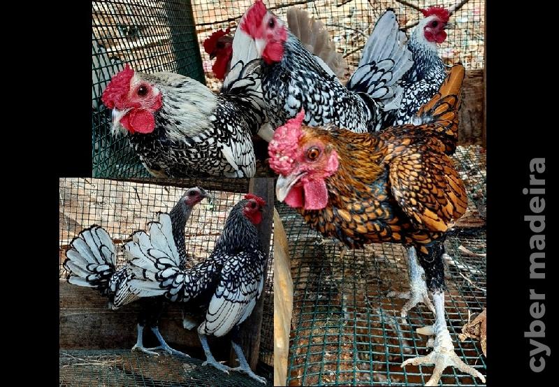 Galinhas Sebright