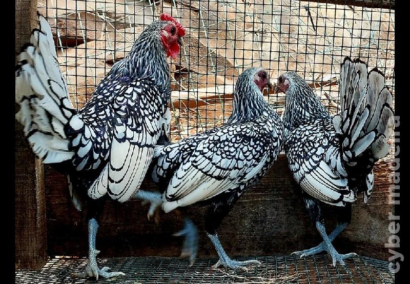 Galinhas Sebright