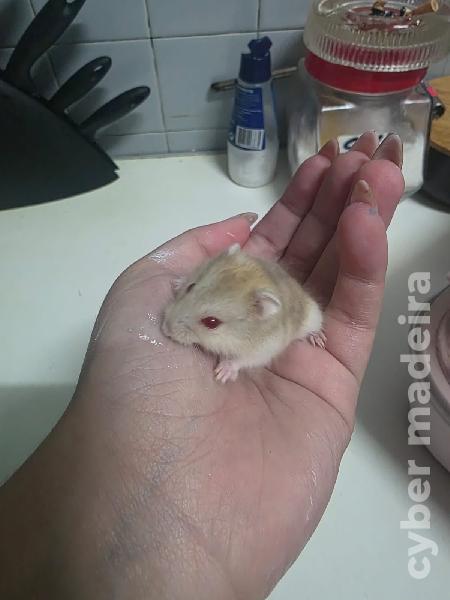 Hamster Russo Fêmea