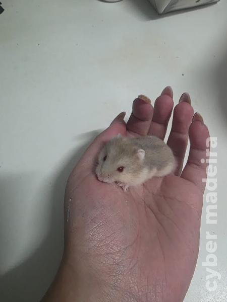 Hamster Russo Fêmea