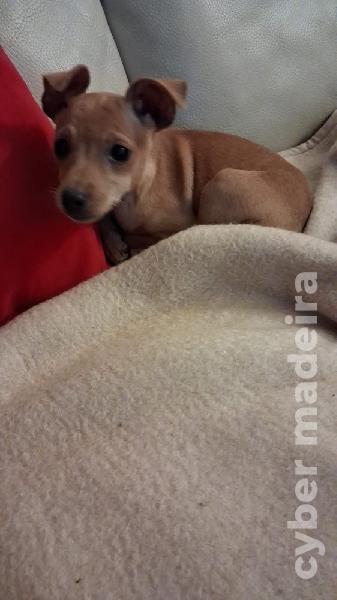 Vendo Pincher novinho Pincher