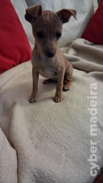 Vendo Pincher novinho Pincher