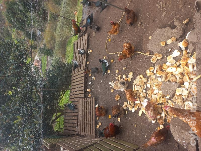 Galinhas galos patos