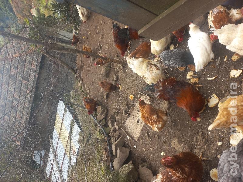 Galinhas galos patos