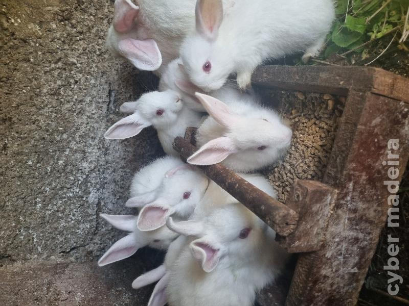 Coelhos bebés