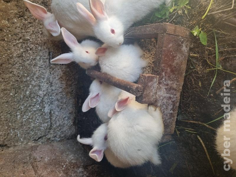 Coelhos bebés