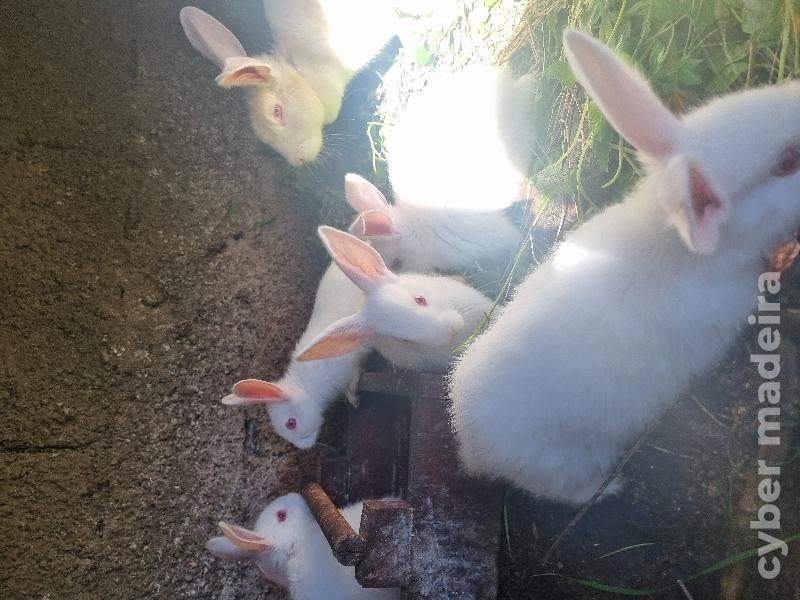Coelhos bebés