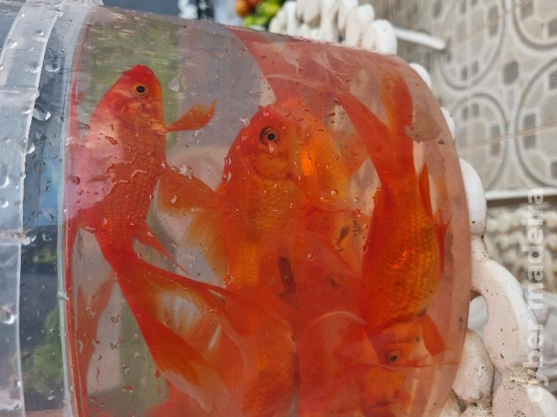 Cometas de véu/cauda comprida Peixe Dourado