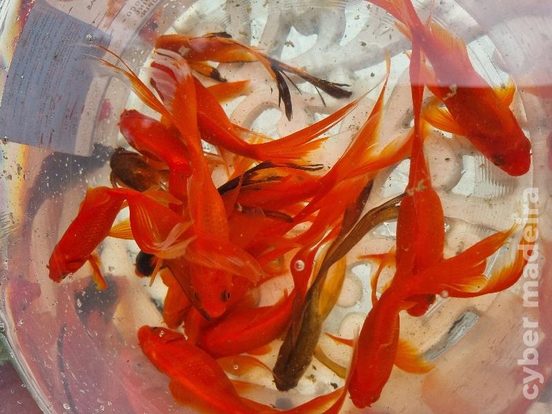 Cometas de véu/cauda comprida Peixe Dourado