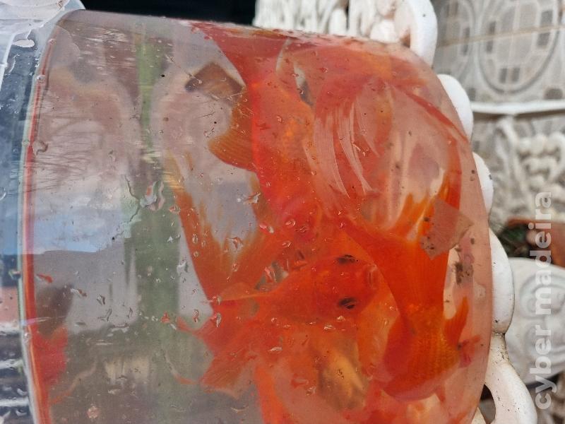 Cometas de véu/cauda comprida Peixe Dourado