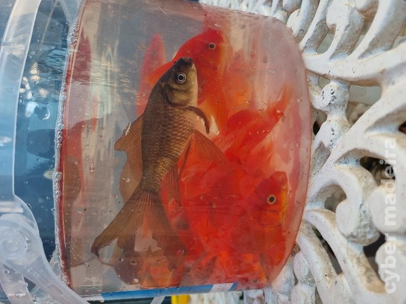 Cometas de véu/cauda comprida Peixe Dourado