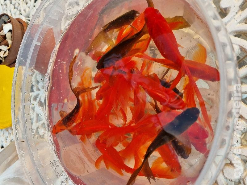 Cometas de véu/cauda comprida Peixe Dourado