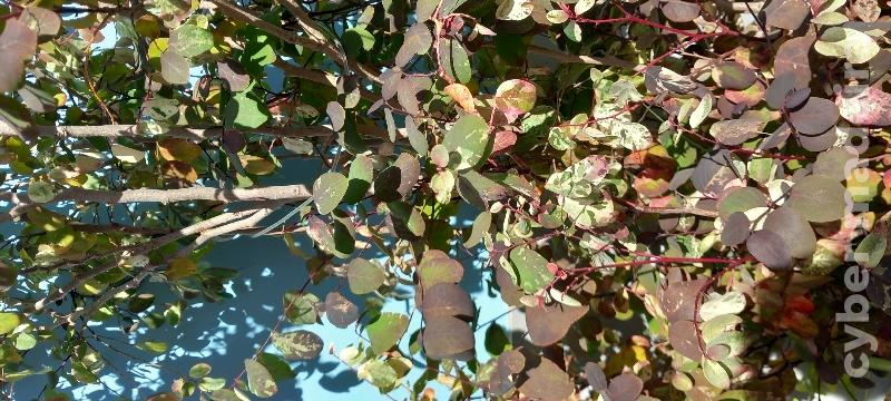 Planta das mil cores