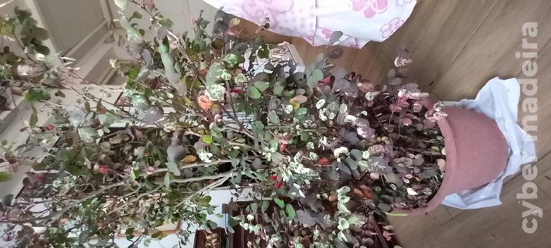 Planta das mil cores