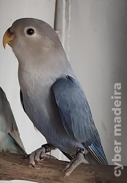 Casal de Agapornis Roseicollis