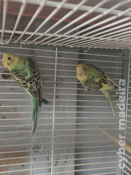 Casal de periquitos australianos e fêmea