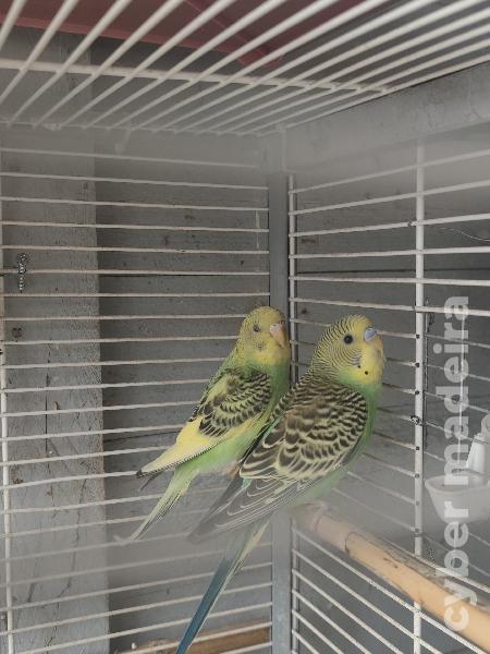 Casal de periquitos australianos e fêmea