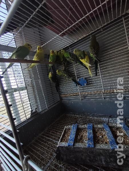 Casais de periquitos australianos