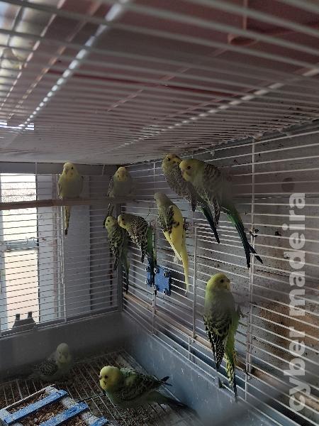 Casais de periquitos australianos