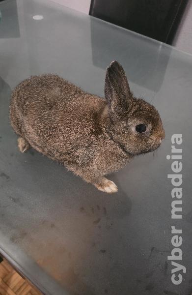 Coelho anão raça toy pardo