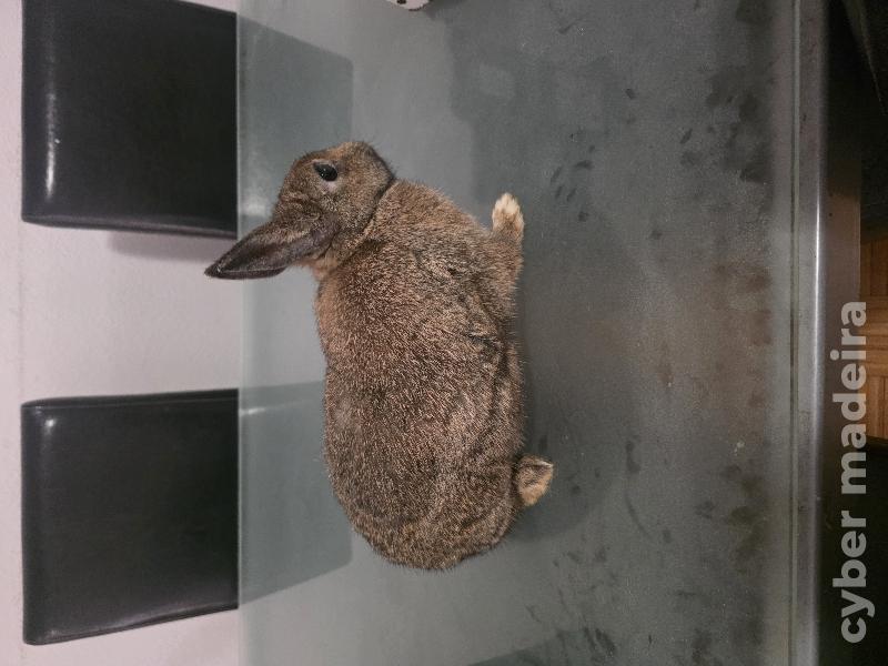 Coelho anão raça toy pardo