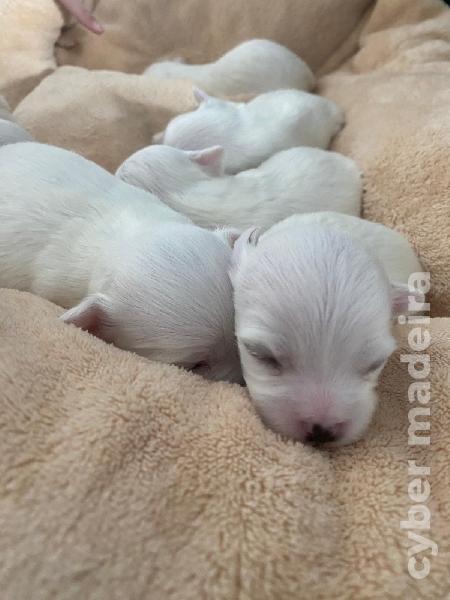 Maltês Puro ( Machos) Maltês