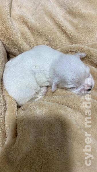 Maltês Puro ( Machos) Maltês