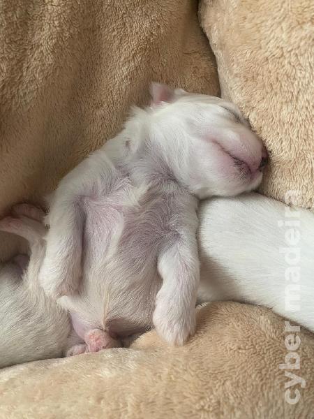 Maltês Puro ( Machos) Maltês