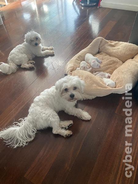 Maltês Puro ( Machos) Maltês